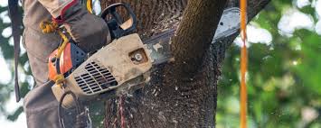 Greenwood, MS Tree Care Services Company