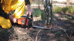 Best Tree Maintenance Programs  in Greenwood, MS