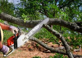 How Our Tree Care Process Works  in  Greenwood, MS